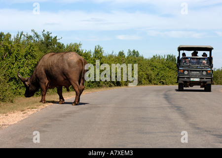 Un buffle (Syncerus caffer) et jeu conduisant le véhicule dans l'Addo Elephant Park en Afrique du Sud. Banque D'Images