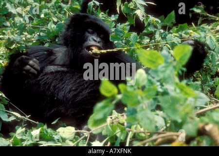 Le Rwanda, Mikono, gorille de montagne (Gorilla gorilla beringei), mâcher sur une vigne, Mars Banque D'Images