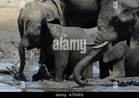 L'éléphant dans un trou d'eau. Makalolo Plains. Le parc national de Hwange, Zimbabwe, Afrique du Sud Banque D'Images