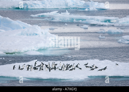 Un grand groupe de manchots adélies reste sur un iceberg près de l'archipel des Orcades du Sud îles subantarctiques Banque D'Images