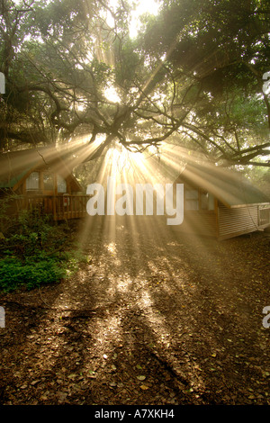 Rayons de soleil tôt le matin par le biais de streaming des branches d'arbre dans le parc national de Tsitsikamma en Afrique du Sud. Banque D'Images