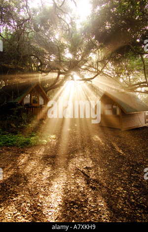 Rayons de soleil tôt le matin par le biais de streaming des branches d'arbre dans le parc national de Tsitsikamma en Afrique du Sud. Banque D'Images