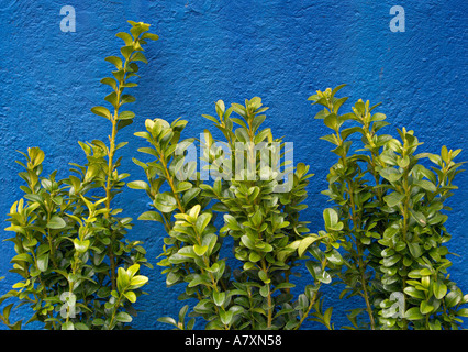 Arbuste de boîte Banque D'Images