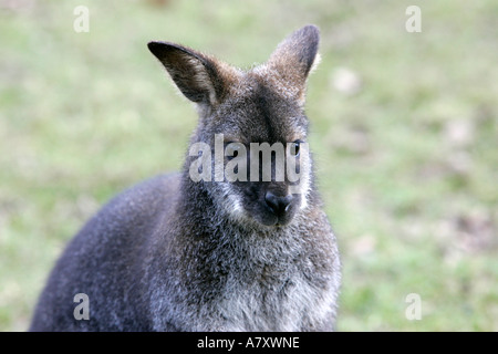 Le Wallaby macropod head and shoulders close up dans un champ sur une petite ferme en dehors portadown Banque D'Images