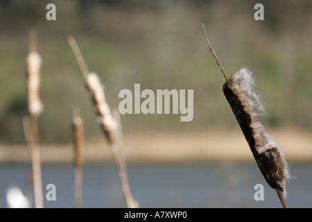 Des scirpes typha dans lumière du soir par un lac sur une petite ferme en dehors portadown county Armagh en Irlande du Nord Banque D'Images