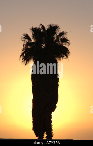 Palm Tree Silhouette au coucher du soleil Banque D'Images