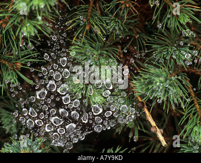 Gouttes de pluie sur une toile d'Araignée suspendue dans les branches d'un buisson de conifères vu de dessus en close up Banque D'Images