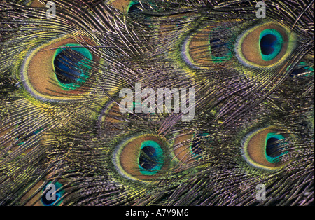 Plan des yeux sur une queue du paon plumes en close up. Angleterre Royaume-uni Grande-Bretagne Banque D'Images