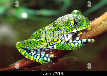 Big Eye, Leptopelis vermiculatus Treefrog, originaire de Tanzanie Banque D'Images