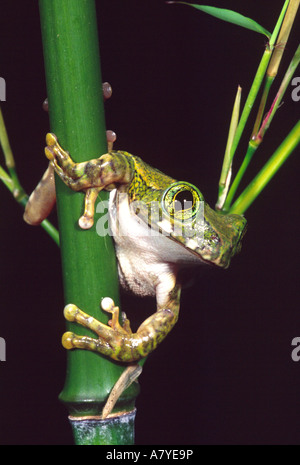 Big Eye, Leptopelis vermiculatus Treefrog, originaire de Tanzanie Banque D'Images