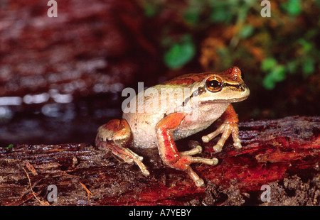 Rainette du Pacifique, Hyla regilla, originaire de Californie/ Côte du Pacifique Banque D'Images