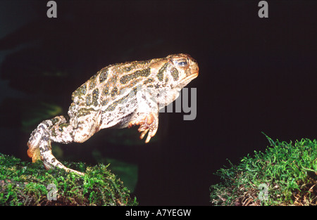 Crapaud des steppes (Bufo cognatus), saut, originaire de l'ouest des États-Unis Banque D'Images