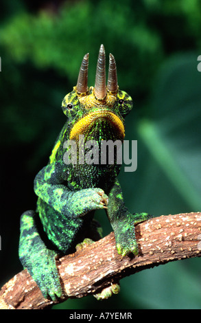 Jackson's Chameleon (mâle), Chamaeleo jacksoni, originaire d'Afrique de l'Est Banque D'Images