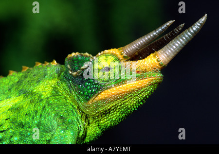 Jackson's Chameleon (mâle), Chamaeleo jacksoni, originaire d'Afrique de l'Est Banque D'Images