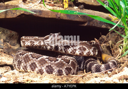 Southern Pacific Rattlesnake, Crotalus viridis helleri, originaire du sud de la Californie Banque D'Images