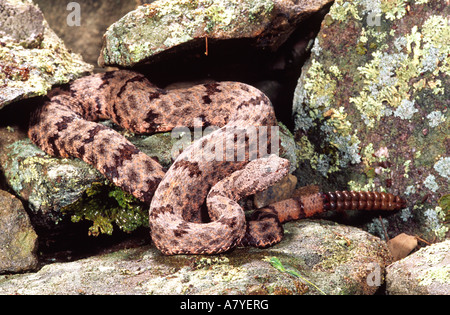 Rock tacheté, le crotale (Crotalus lepidus klauberi, native du sud-est de l'Arizona Banque D'Images