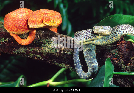 Bush africain Viper Paire, Atheris squamiger, originaire de l'Ouganda et l'ouest du Kenya Banque D'Images