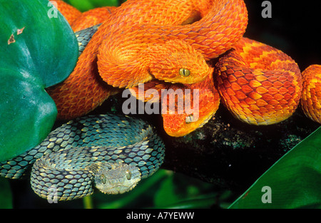 Bush africain Trio Viper, Atheris squamiger, originaire de l'Ouganda et l'ouest du Kenya Banque D'Images