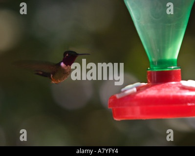 Belle tête noire hummingbird planant au-dessus d'une rose et vert d'eau sucre Forêt Nuageuse de Monteverde au Costa Rica Banque D'Images