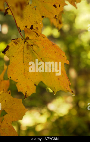 Feuilles d'érable en automne avec dewdrops Banque D'Images