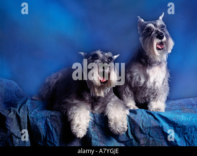 Deux terriers écossais bleu posent Banque D'Images