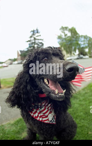 American Standard Poodle en costume nous patriotique Banque D'Images