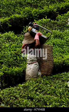 Sélection des travailleurs feuilles à la plantation de thé Boh Sungai Palas près de Brinchang Cameron Highlands, Malaisie. Banque D'Images