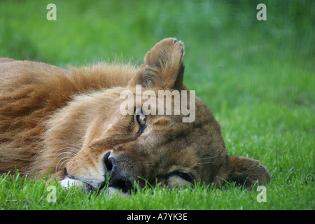 Lionne Banque D'Images