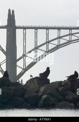 Les lions de mer s'asseoir sur le brise-lames de Yaquina Bay à Newport Oregon Banque D'Images