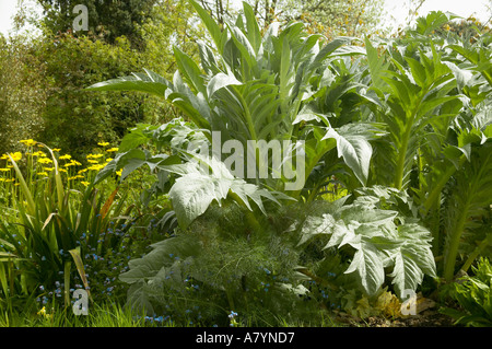 Plantes cardon (Cynara cardunculus) croissant à la fin du printemps dans la région de Sussex, Angleterre Banque D'Images