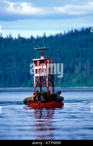 USA, Alaska, la Forêt Nationale Tongass, lions de mer de Steller (Eumetopias jubatus) sur bouée dans l'île de l'amirauté par Détroit Chatham Banque D'Images