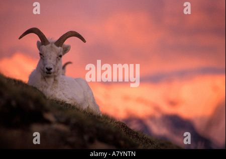 USA, Alaska, Denali National Park, le mouflon de Dall (Ovis dalli) repose sur des inclinaisons soir alpenglow lights Pass Polychrome Banque D'Images