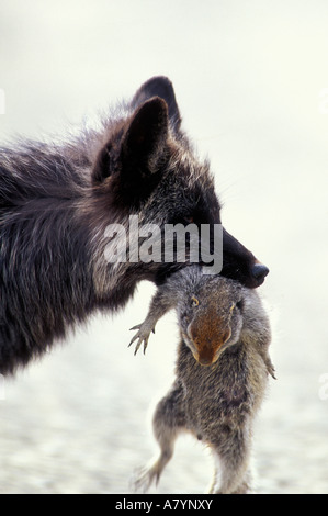 USA, Alaska, Denali National Park, le renard roux (Vulpes vulpes) se nourrit de spermophile arctique (Spermophilus parryii) Banque D'Images