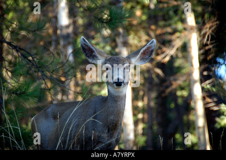Amérique du Nord, USA, Arizona, Grand Canyon National Park, North Rim. La faune sauvage, le cerf mulet (Odocoileus hemionus) Banque D'Images