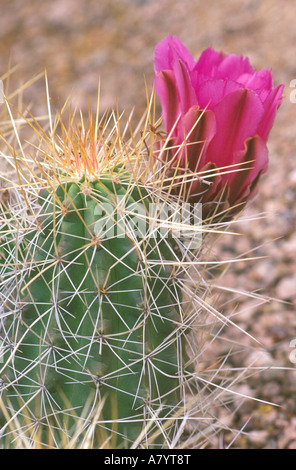 N.A., USA, Phoenix, AZ, le musée botanique du Désert, fraise Hérisson (Cactus Echinocereus stramineus) Banque D'Images