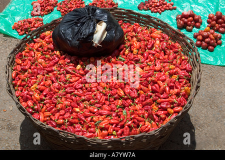 Le géant ouest-africain vit des escargots de tigre sur un bol de Piments frais à vendre dans les plats à l'air libre de Bogoso Marché ouest du Ghana Banque D'Images