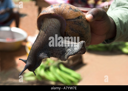 Gros plan d'un escargot géant de tigre d'Afrique de l'Ouest tenu dans la main de Trader, pour la vente sur le marché de l'alimentation en plein air de Bogoso, dans l'ouest du Ghana Banque D'Images