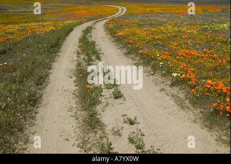 NA, CA, USA, Antelope Valley. Route à travers des coquelicots CA Banque D'Images