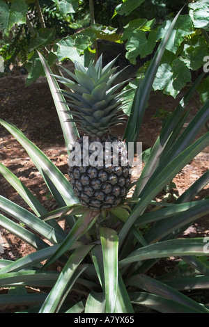 L'ananas pour l'exportation du commerce équitable en Afrique de l'Ouest Ghana croissante Banque D'Images