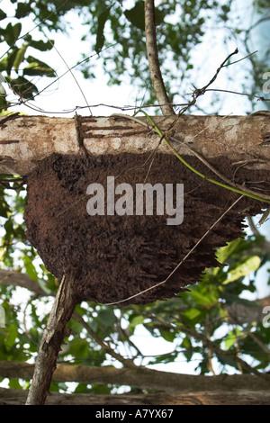Nid de fourmis sur la branche d'un arbre dans la forêt tropicale de l'Afrique de l'Ouest Ghana Banque D'Images