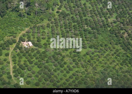 Vue aérienne de plantation de café dans l'Afrique de l'Ouest Ghana Banque D'Images