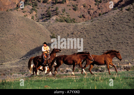 United States, Wyoming, Cody, ville Double Diamond X Ranch, équitation au bas de montagnes Absaroka Banque D'Images