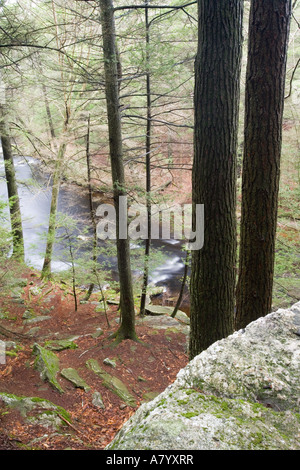 Une forêt de pruches du Canada dans la région de East Haddam Florida USA Banque D'Images