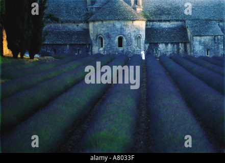Nun en blanc marche à travers champ de lavande en face de l'Abbaye de Sénanque près de Gordes Provence Sud de la France Banque D'Images