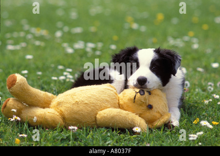 Border Collie chiot joue avec ours Banque D'Images