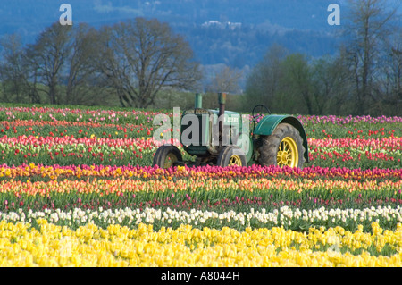 USA, Ohio, Woodburn, Festival des tulipes de sabots de bois Banque D'Images