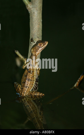 Basilic commun (Jésus Christ), Basiliscus basiliscus Lézard, dans un étang dans la forêt tropicale du parc métropolitain, République du Panama. Banque D'Images