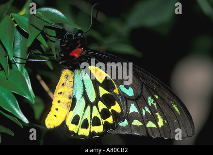 Papillon Troides Priamus mâle de la CITES Banque D'Images