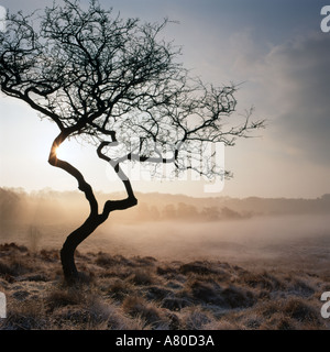 Un arbre robuste avec silhouette de brume matinale et le gel au champ 'Laurent' sur l'immobilier dans la région de Derbyshire Longshaw ' Banque D'Images