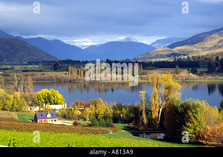 Vignoble Le Kawarau près de Queenstown Nouvelle Zelande Banque D'Images